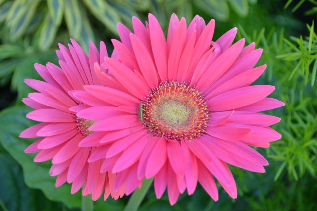 Daisys are my favorite flower - I'm ready for spring!